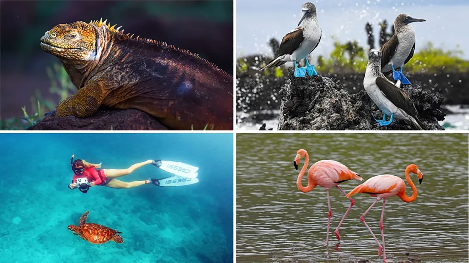 Swimming with turtle, flamingo, bird and Iguana