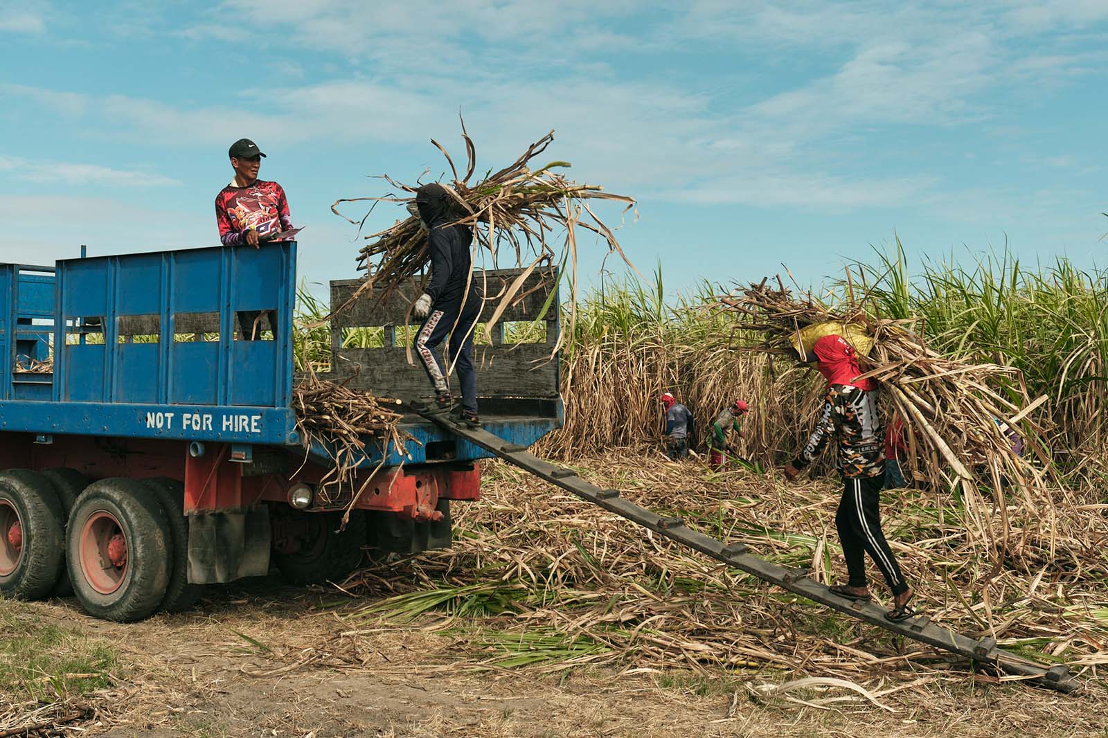luisita rum sugarcane fields
