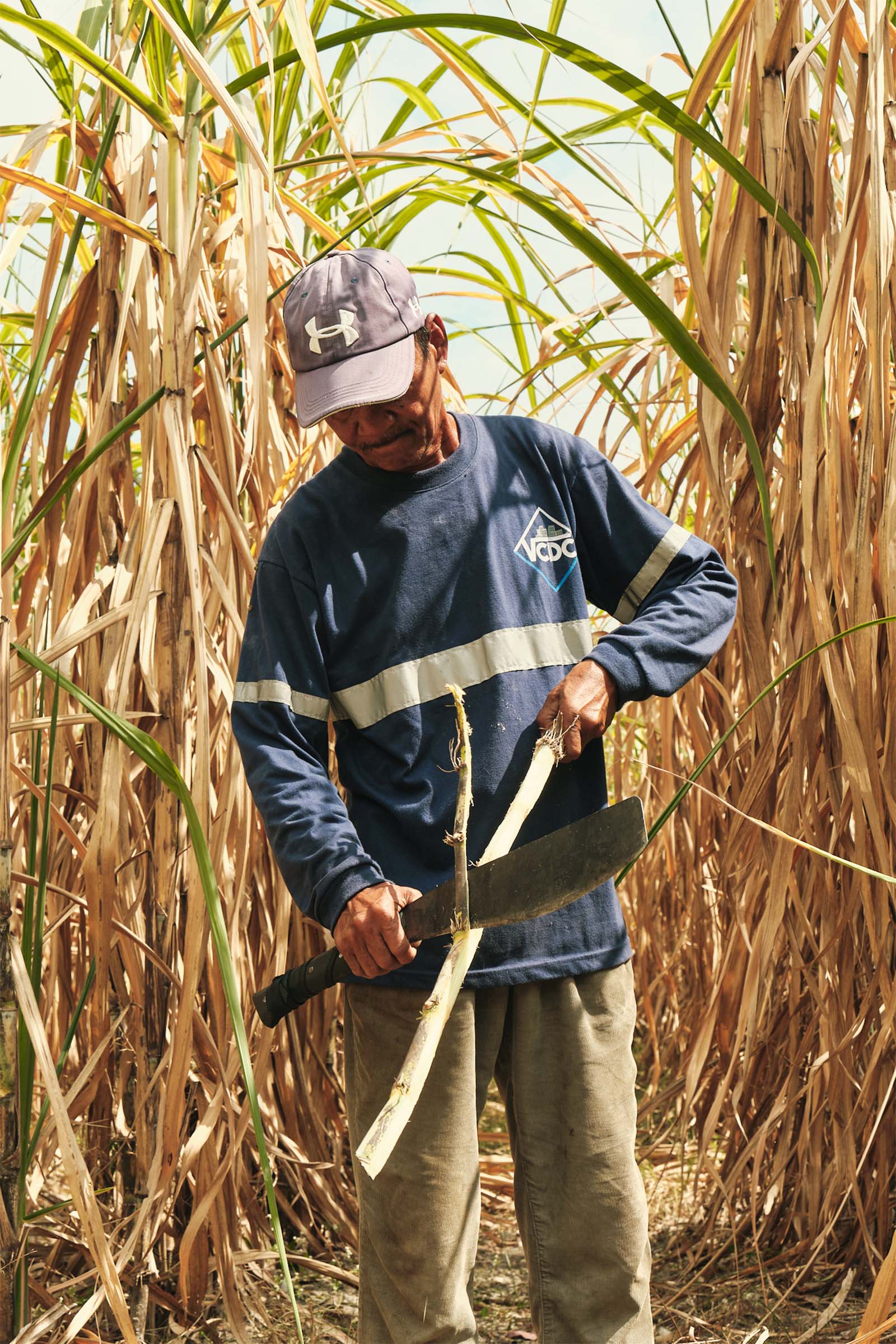 luisita sugarcane farmer