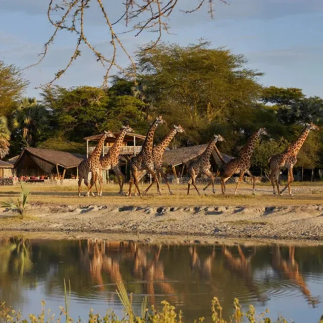 Herd of giraffes walking along a water's edge with huts and trees in the background.